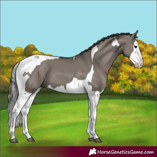 Horse Color:Grullo Splash Tobiano 