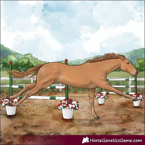 Horse Color:Chestnut 