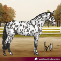 Horse Color:Black Near Leopard