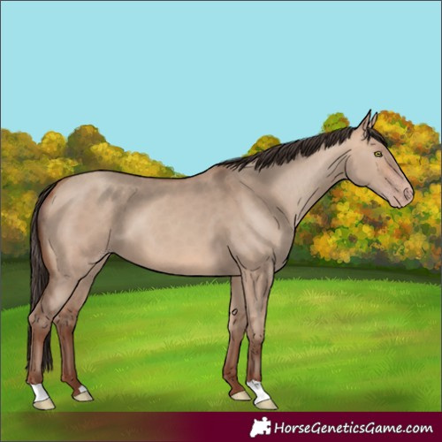 Horse Color:Amber Champagne Dun 