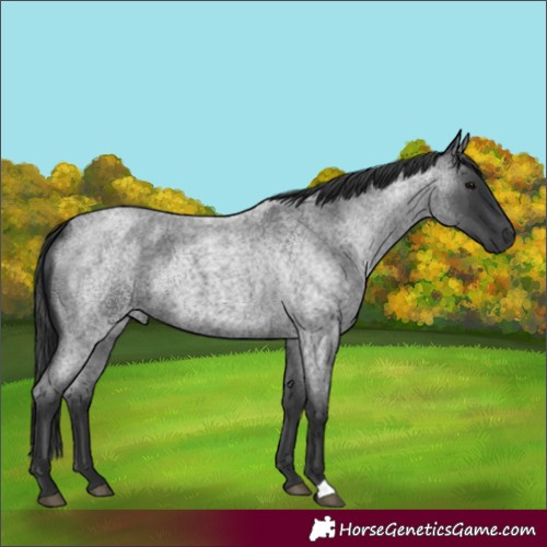Horse Color:Unknown 
