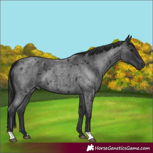 Horse Color:Blue Roan 