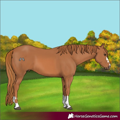 Horse Color:Unknown 