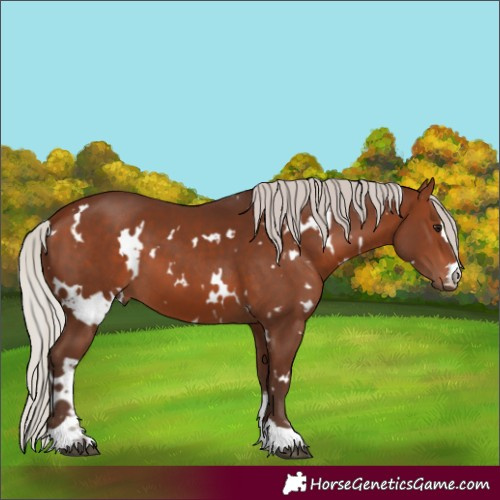 Horse Color:White Spotted Silver Bay 
