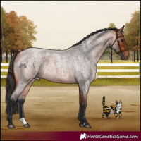 Horse Color:Bay Roan