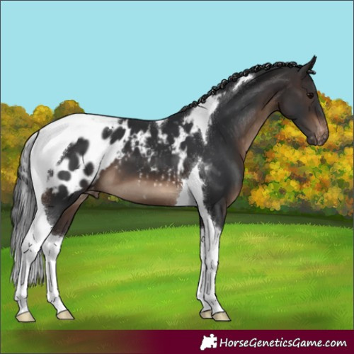 Horse Color:Brown Tobiano Appaloosa 