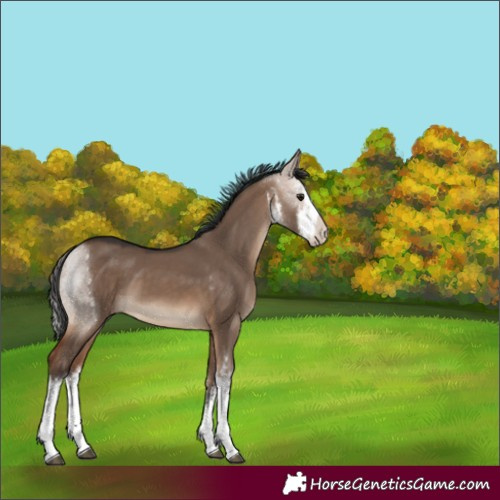 Horse Color:White Spotted Bay Dun