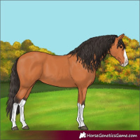 Horse Color:Bay Splash