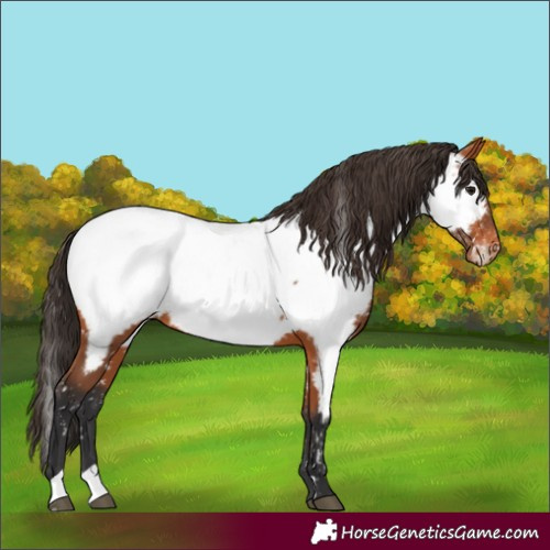Horse Color:Bay Appaloosa 