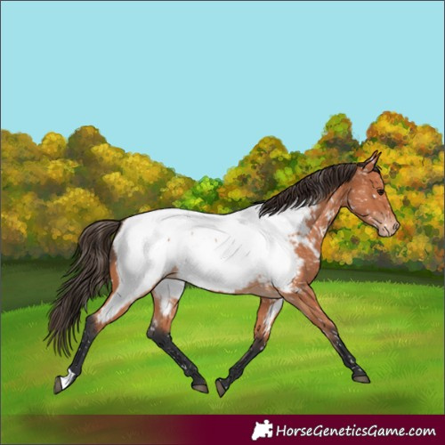 Horse Color:Bay Appaloosa