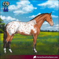 Horse Color:Bay Blanket 