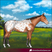 Horse Color:Bay Blanket 