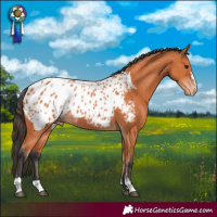 Horse Color:Bay Blanket 