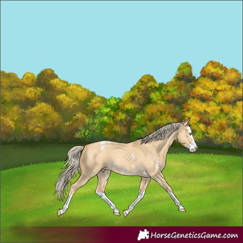 Horse Color:Gold Cream Champagne Dun Sabino Splash Varnish 