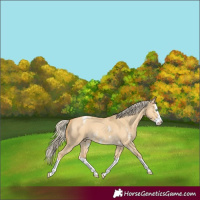 Horse Color:Gold Cream Champagne Dun Sabino Splash Varnish 