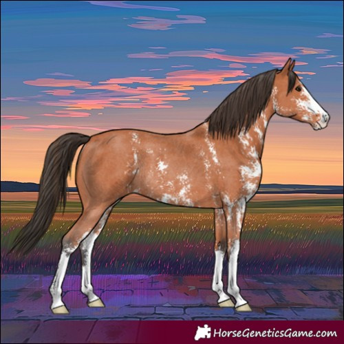 Horse Color:Bay Sabino Rabicano