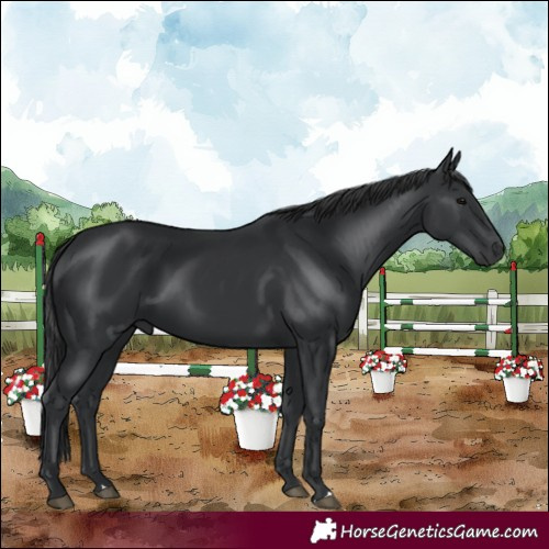 Horse Color:Black