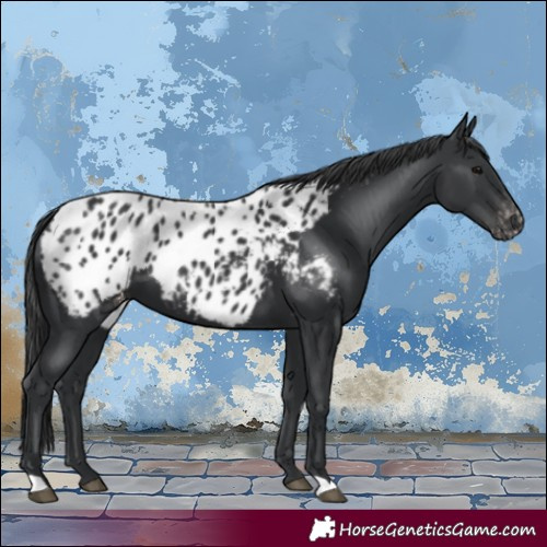Horse Color:Black Blanket 