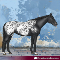 Horse Color:Black Blanket 