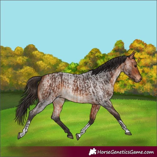 Horse Color:Bay and Bay Roan