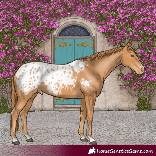 Horse Color:Chestnut Blanket