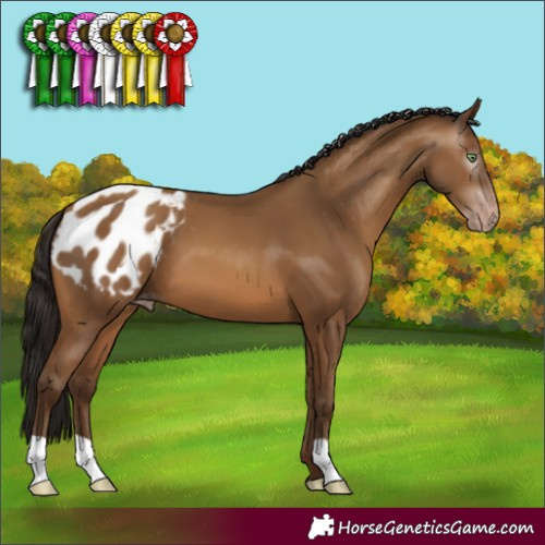 Horse Color:Gray Amber Champagne Varnish 