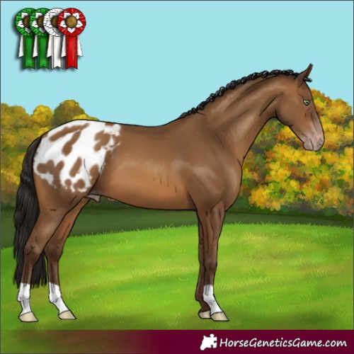 Horse Color:Gray Amber Champagne Appaloosa 