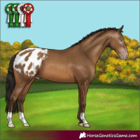 Horse Color:Gray Amber Champagne Appaloosa 