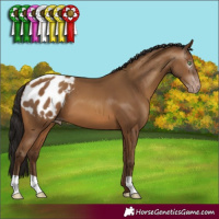 Horse Color:Gray Amber Champagne Varnish