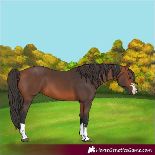 Horse Color:Unknown 