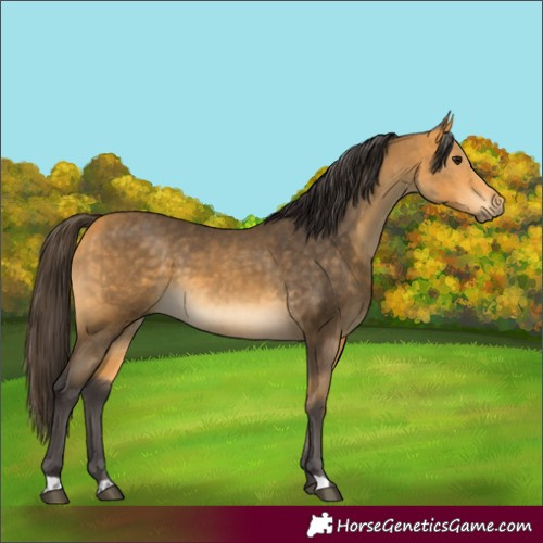 Horse Color:Buckskin  and Buckskin 