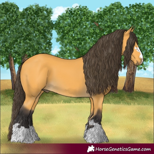 Horse Color:Buckskin 
