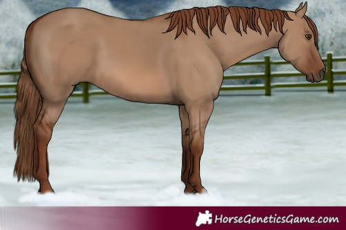 Horse Color:Red Dun 
