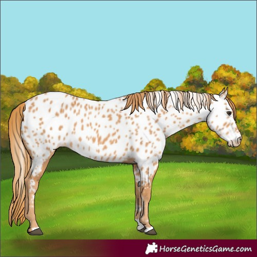 Horse Color:Chestnut Appaloosa