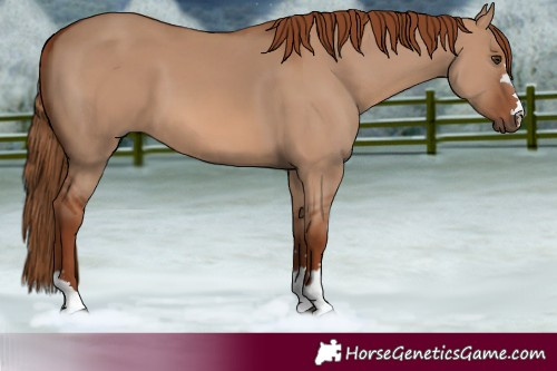 Horse Color:Red Dun 