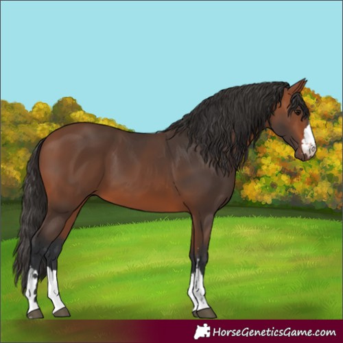 Horse Color:Bay 