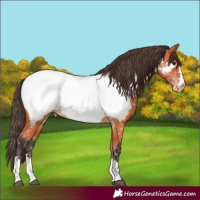 Horse Color:Bay Appaloosa 