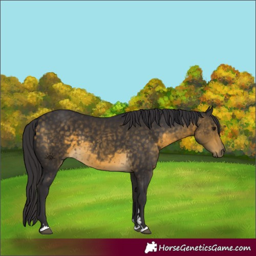 Horse Color:Buckskin 