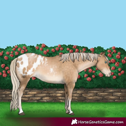 Horse Color:Chocolate Palomino Appaloosa 
