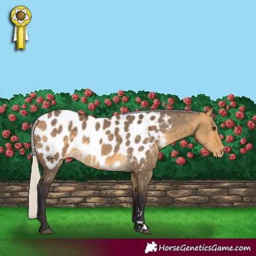 Horse Color:Silver Buckskin Dun Appaloosa