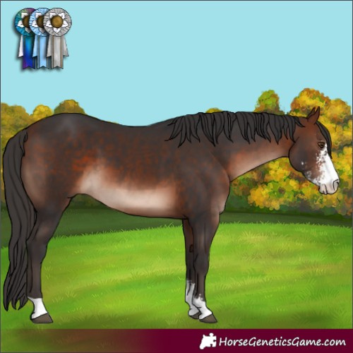 Horse Color:Bay Mushroom Sabino