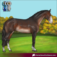 Horse Color:Bay Mushroom Sabino 