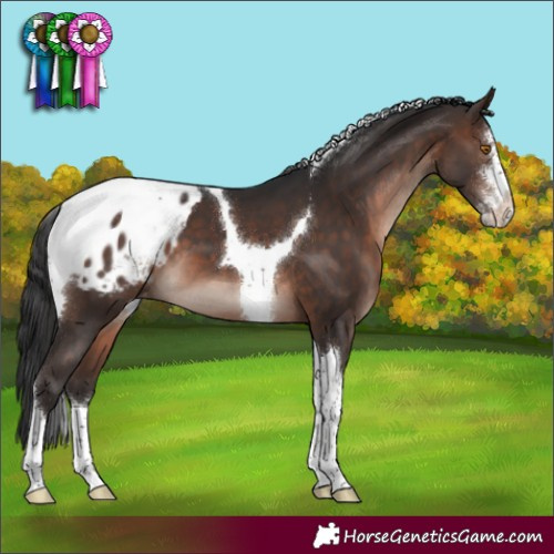 Horse Color:Brown Mushroom Sabino Tobiano Appaloosa