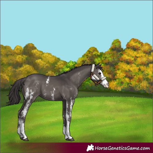 Horse Color:Smoky Black Sabino