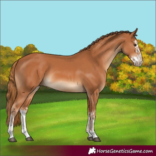 Horse Color:Chestnut  and Chestnut Splash 