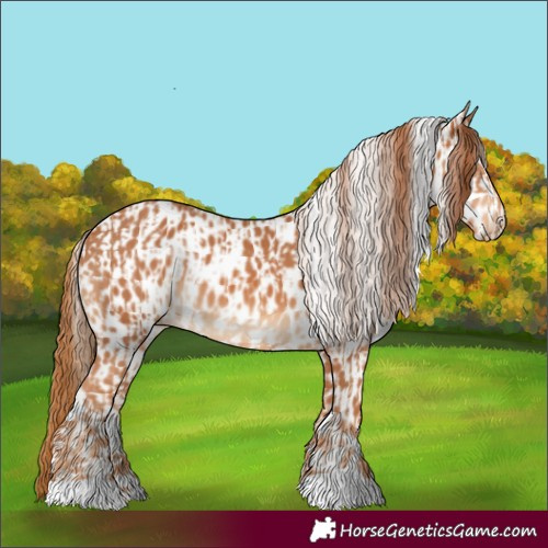 Horse Color:Chestnut  and Chestnut Appaloosa 