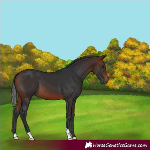 Horse Color:Brown 