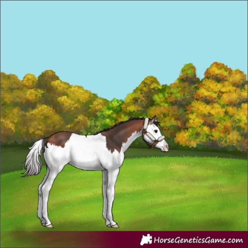 Horse Color:Bay Splash 