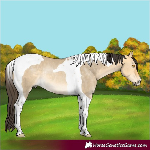 Horse Color:Buckskin Dun Tobiano Rabicano 