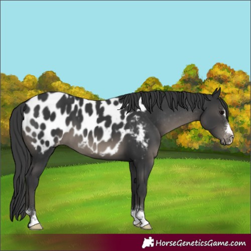 Horse Color:Black Appaloosa 